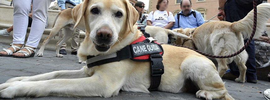 Il cane guida