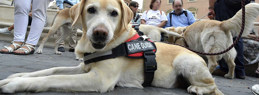 Foto di un cane guida